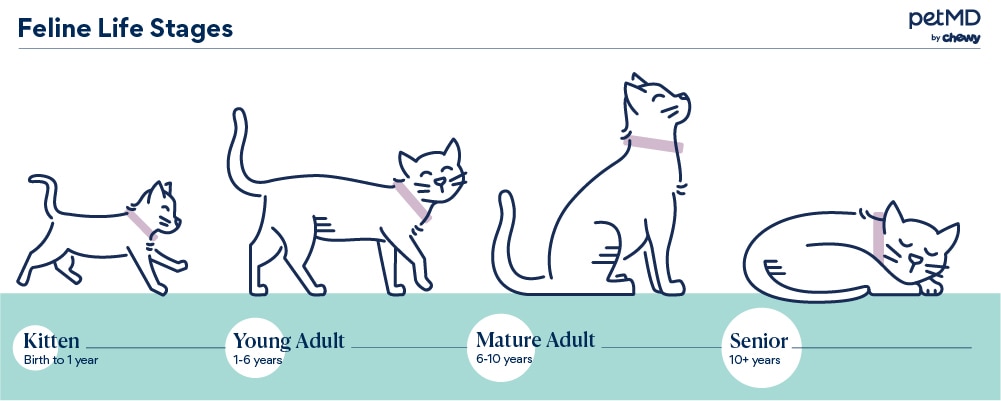 信息图表描绘了一只猫的lifestages从小猫到高级