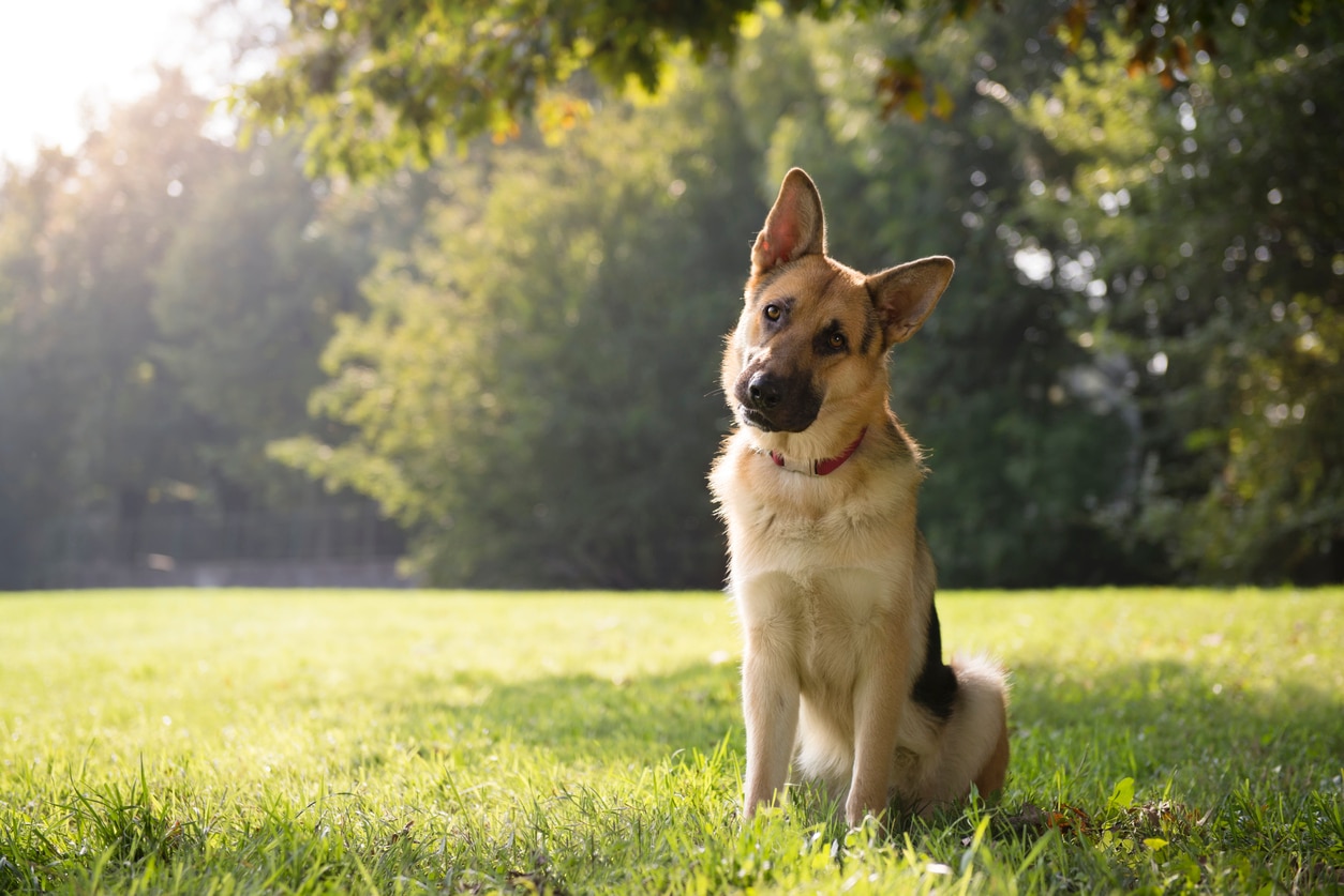 德国牧羊犬倾斜头部,坐在草地上