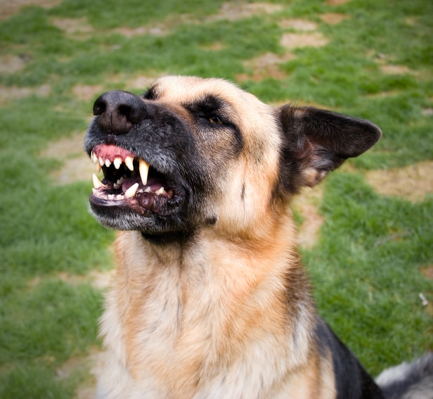 特写镜头的德国牧羊犬的脸眯着眼睛,露出了牙齿