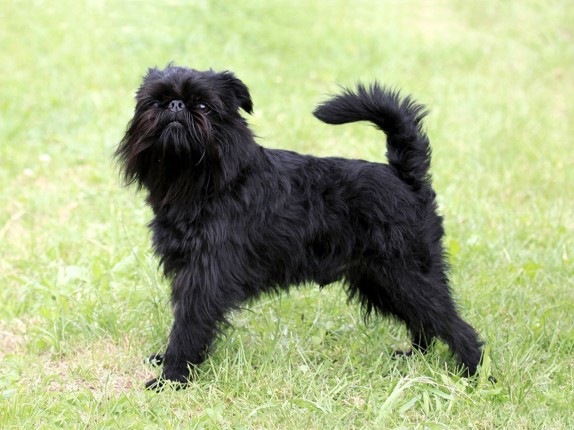 brussels-griffon-rough-coat