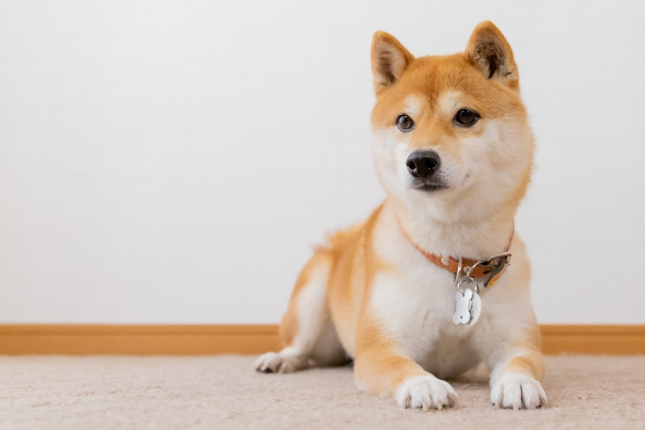 红色日本柴犬的狗躺着