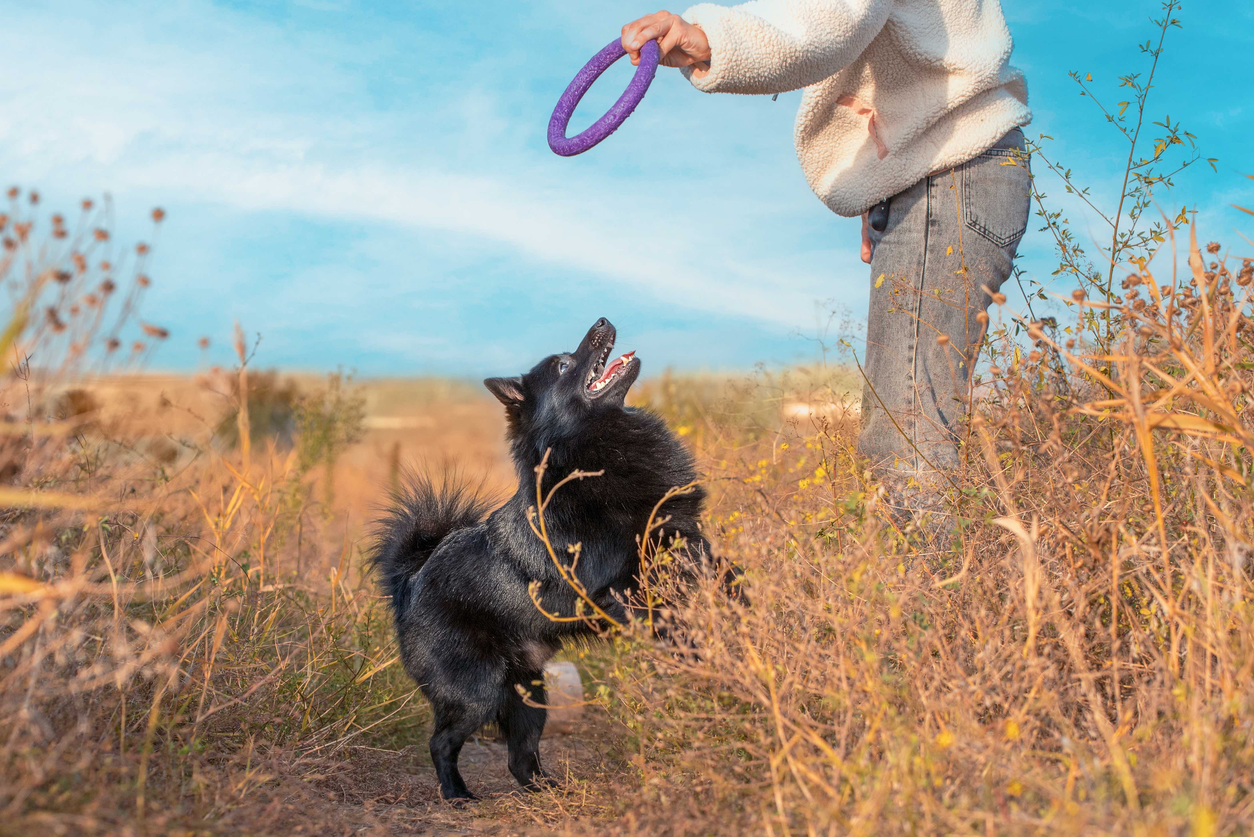 小黑舒柏奇犬狗仰望一个人拿着一个玩具