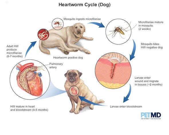 在狗狗犬恶丝虫的生命周期