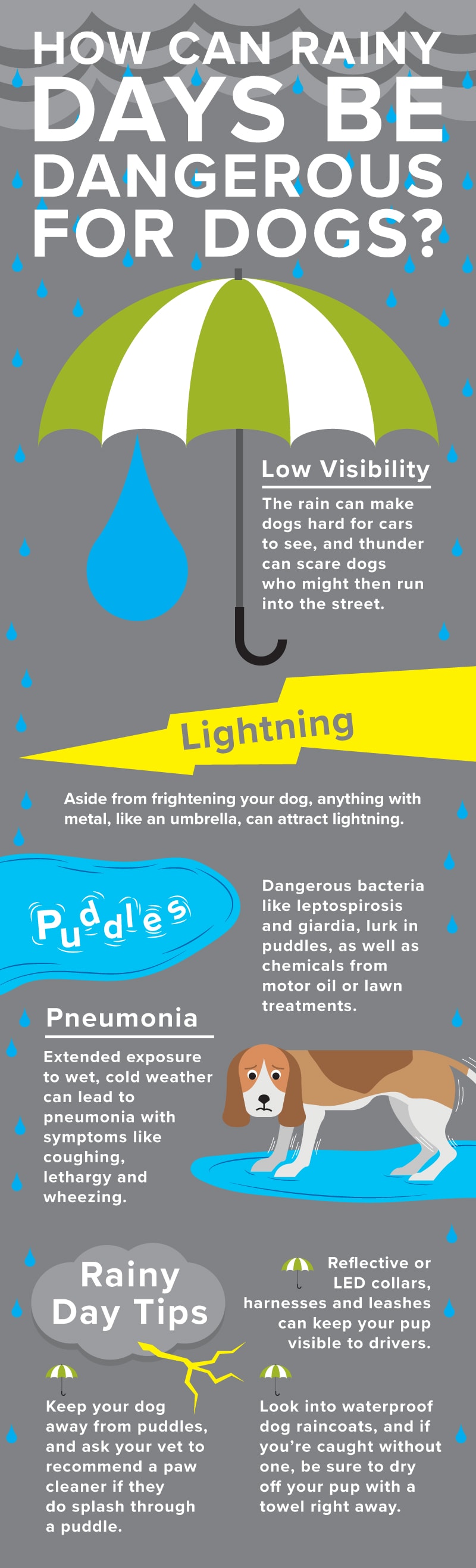 下雨天的宠物安全风险包括钩端螺旋体病、贾第鞭毛虫病、低能见度和肺炎。